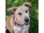 Adopt Lemondrop a Labrador Retriever