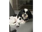 Dog for adoption - Oreo Cookie, the sweet treat, a Shih Tzu Mix