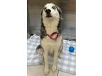 Dog for adoption - Aurora, a Husky