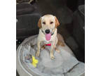 Adopt Fairy a Yellow Labrador Retriever