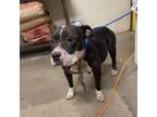 Adopt Apple a Pit Bull Terrier