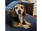 Adopt Patty a Beagle