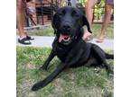 Adopt Nova a Labrador Retriever