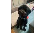 Adopt Pepper a Bernese Mountain Dog, Standard Poodle