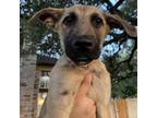 Adopt Sandra D a German Shepherd Dog