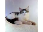 Adopt Petunia a Domestic Long Hair
