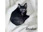 Adopt Brisket a Domestic Short Hair