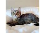 Adopt Lemonade a Domestic Short Hair