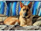 Adopt Mya a German Shepherd Dog