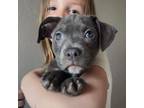 Adopt Heaven a Pit Bull Terrier
