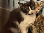Adopt Ghost Pepper a American Shorthair