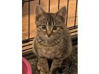 Adopt Jalapeno a American Shorthair