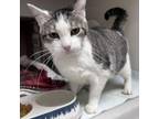 Adopt Rory a Domestic Short Hair
