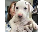 Adopt Elly a Mixed Breed