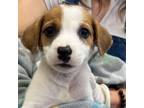 Adopt Elsie a Mixed Breed