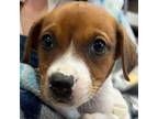 Adopt Emori a Mixed Breed