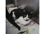 Adopt Bijou a Domestic Short Hair