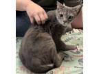 Adopt Simon a Domestic Short Hair