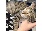 Adopt Tom a Domestic Short Hair