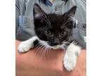 Adopt Biscuit a Domestic Short Hair
