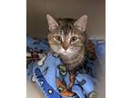 Adopt Chicha a Domestic Short Hair