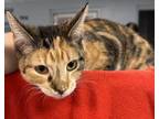 Adopt Sassy a Calico