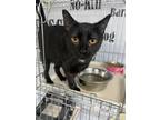 Adopt Jasmine a Domestic Short Hair