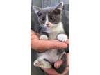 Adopt Pancake a Domestic Short Hair