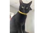 Adopt chip a Domestic Short Hair