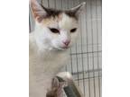 Adopt Kelly a Domestic Short Hair
