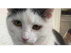 Adopt Penelope a Calico