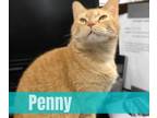 Adopt Penny a Domestic Short Hair