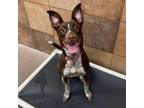 Adopt Luna a Border Collie