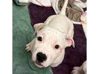 Adopt Sha'Carri Richardson a Pit Bull Terrier, Boxer
