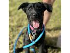 Adopt Sheena a Terrier