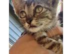 Adopt Gracie Bug a Domestic Short Hair