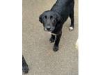 Adopt Chabela a Labrador Retriever, Cattle Dog