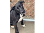 Adopt Colada Morada a Labrador Retriever, Australian Cattle Dog / Blue Heeler