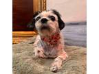 Adopt Mariposa a Shih Tzu