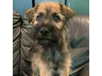 Adopt Terra a Border Terrier, Schnauzer