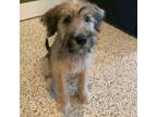 Adopt Dawn a Border Terrier, Schnauzer