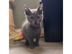 Adopt Smoke a Russian Blue, Domestic Short Hair