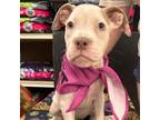 Adopt Lizzy a Pit Bull Terrier
