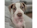 Adopt Corgan AKA Corgi a Pit Bull Terrier