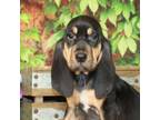 Adopt Roni a Bloodhound