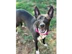 Adopt Johnnie Walker a Shepherd, Mixed Breed