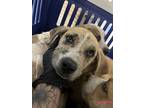 Adopt Syrah a Boxer, Mixed Breed