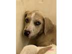 Adopt Caymus a Boxer, Mixed Breed