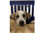 Adopt Sangria a Boxer, Mixed Breed