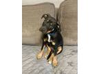 Adopt Reba a Rottweiler, Schnauzer